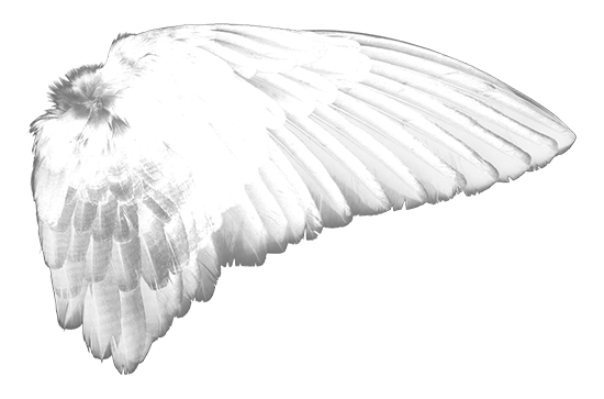 angelwings